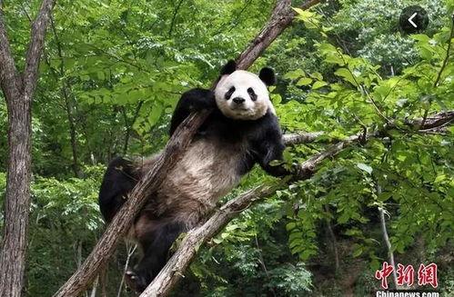 熊猫洗澡澡吃瓜