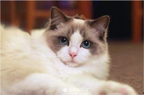 布偶可以吃瓜吗,瓜果时光