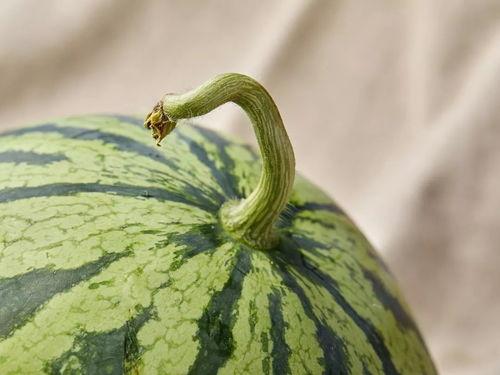 上海吃瓜金融,吃瓜群众眼中的风云变幻