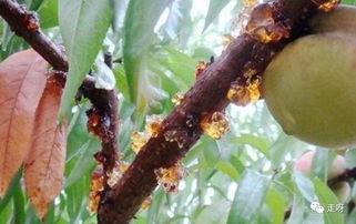 吃瓜的桃儿,揭秘吃瓜桃儿的魅力所在