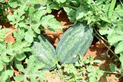 吃瓜河源,探寻吃瓜河源的甜蜜奥秘