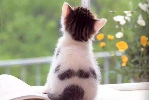 猫吃瓜背影,猫吃瓜背影下的闲适时光