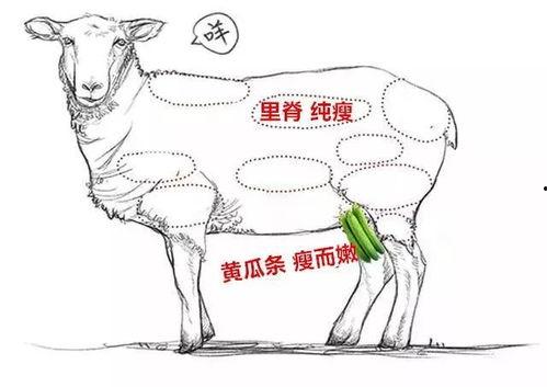 产妇可以吃羊瓜,羊瓜的营养与食用指南