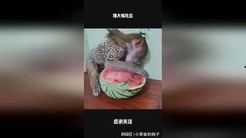 吃瓜大嘴拼图,揭秘娱乐圈背后的秘密拼图大揭秘