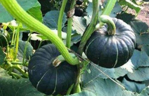 大瓜小瓜保熟多久吃