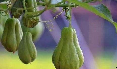 不知怎么吃佛手瓜,告别不知如何下口的困惑