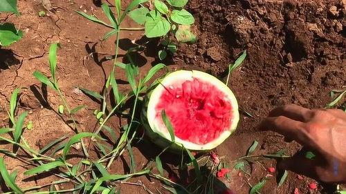 被鸟吃瓜了,一场意外的自然奇遇