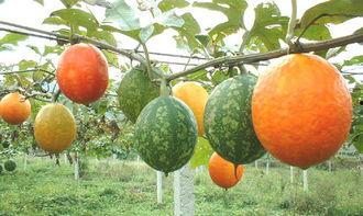 法斗吃吊瓜,奇遇吊瓜乐园