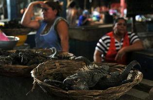 尼加拉瓜怎么吃,探寻加勒比海岸的独特风味