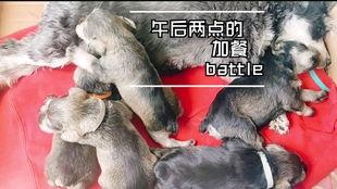 狗狗可以吃小圆瓜嘛,小圆瓜的适宜性探讨