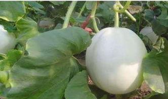 白兰瓜咋吃,探索美味新境界