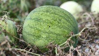 兰州恶心吃瓜事件,一场网络热议背后的真相与反思