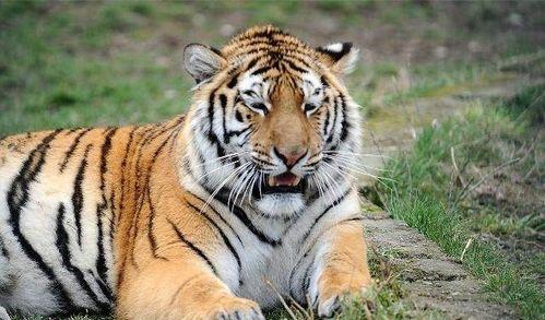 51吃瓜老虎弹,揭秘娱乐圈幕后真相