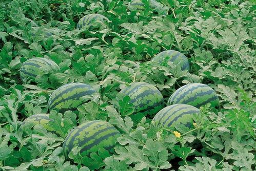 鄢陵半天妖吃瓜,揭秘鄢陵神秘事件背后的真相