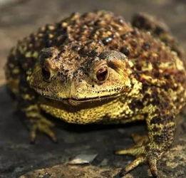 吵架癞蛤蟆吃瓜,一场关于是非曲直的辩论