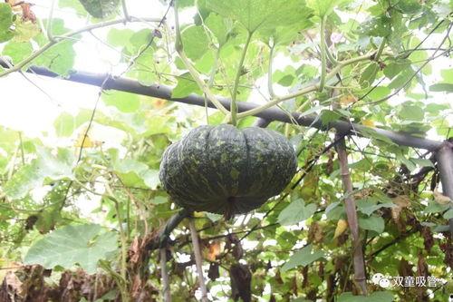 郯城喜园吃瓜,夏日吃瓜盛宴，畅享清凉时光