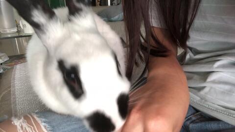 熊猫兔可以吃瓜,熊猫兔的夏日瓜果盛宴