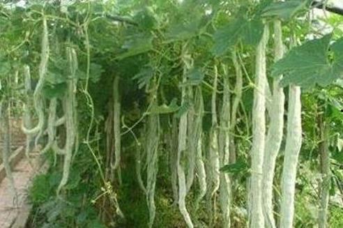 吃蛇蛋和蛇瓜,探寻神秘食材的传奇故事