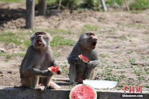 河里吃瓜动物有哪些,河里那些爱吃瓜的动物们