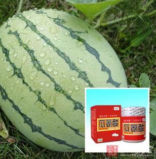 含瓜氨酸吃瓜,吃瓜新体验