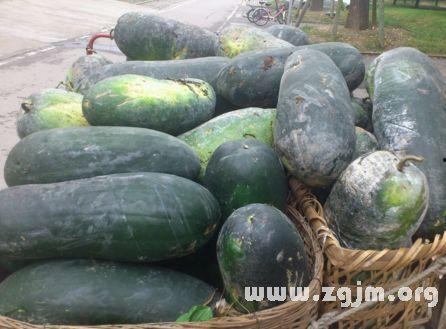 梦见吃大瓜冬瓜,揭秘吃大瓜冬瓜的神秘寓意