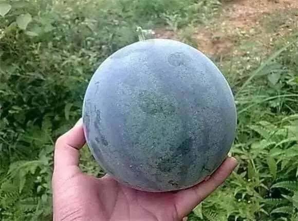 吃籽瓜胖吗,吃籽瓜真的会让人发胖吗？揭秘籽瓜的营养与热量