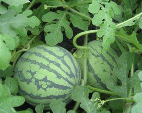 孕妇可吃矮瓜,矮瓜助力母婴健康