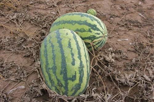 小十八吃瓜,揭秘娱乐圈那些不为人知的幕后故事