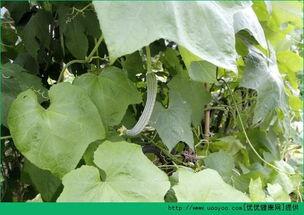 结石可以吃瓜吗,西瓜，美味还是禁忌？