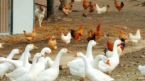 八鹅吃瓜萌,萌趣横生一幕幕