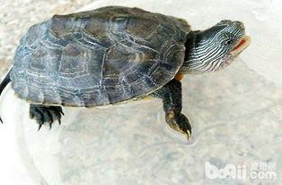 花龟吃瓜吗,探究它们对瓜类食物的喜好