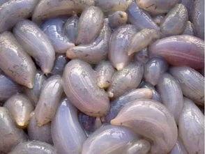 瓜婆娘吃红薯,瓜婆娘的红薯美食之旅