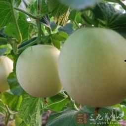 吃瓜嗓子庠