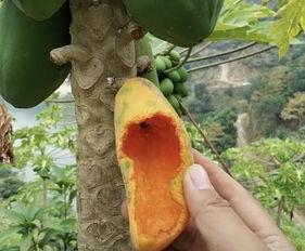 吃瓜被鸟吃