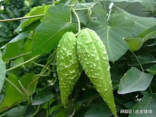 老树画画吃老瓜,一幅画中的岁月流转